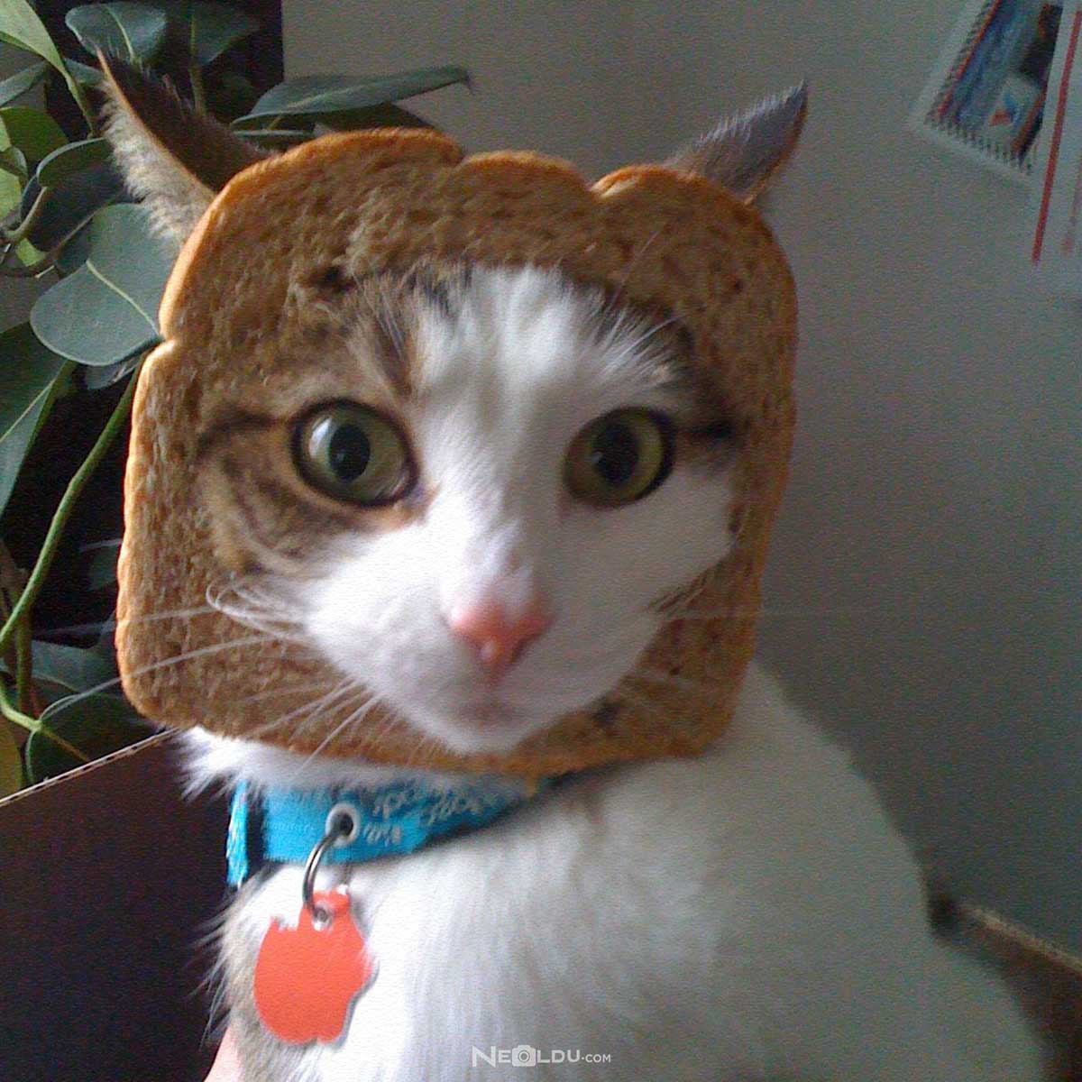 Kediler ekmek yer mi