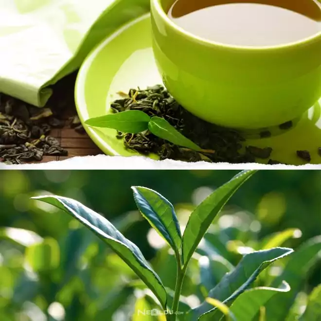 Yeşil Çayın Faydaları 