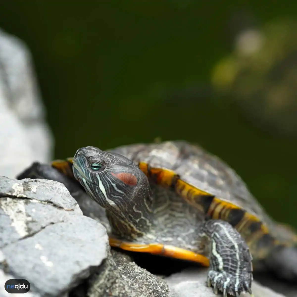 Su Kaplumbağası Bakımı Nasıl Yapılır