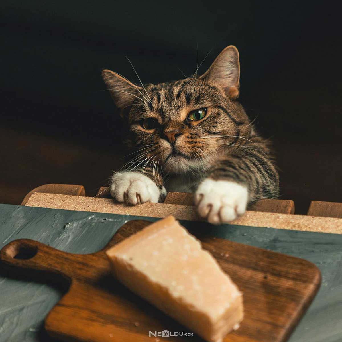 Kediler peynir yer mi