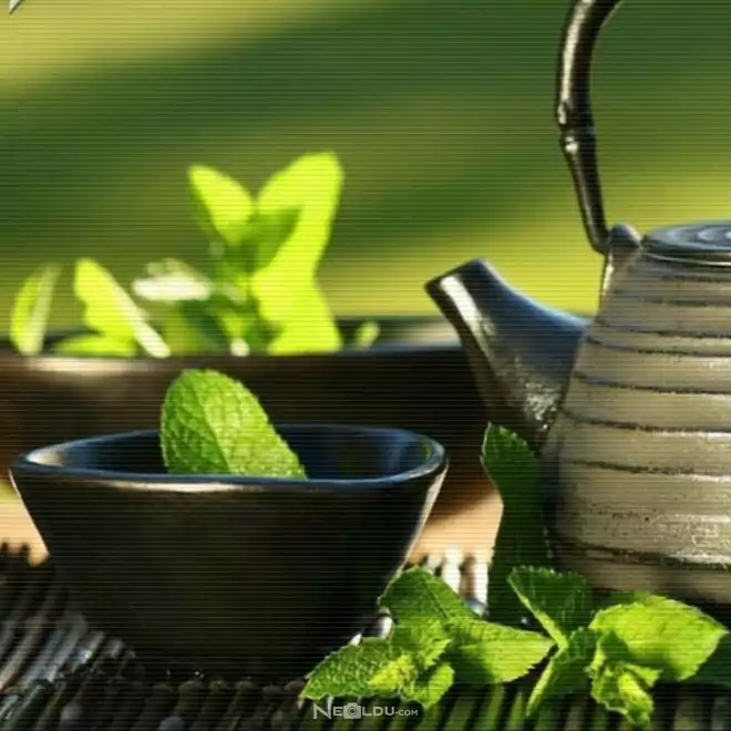 Yeşil Çayın Faydaları