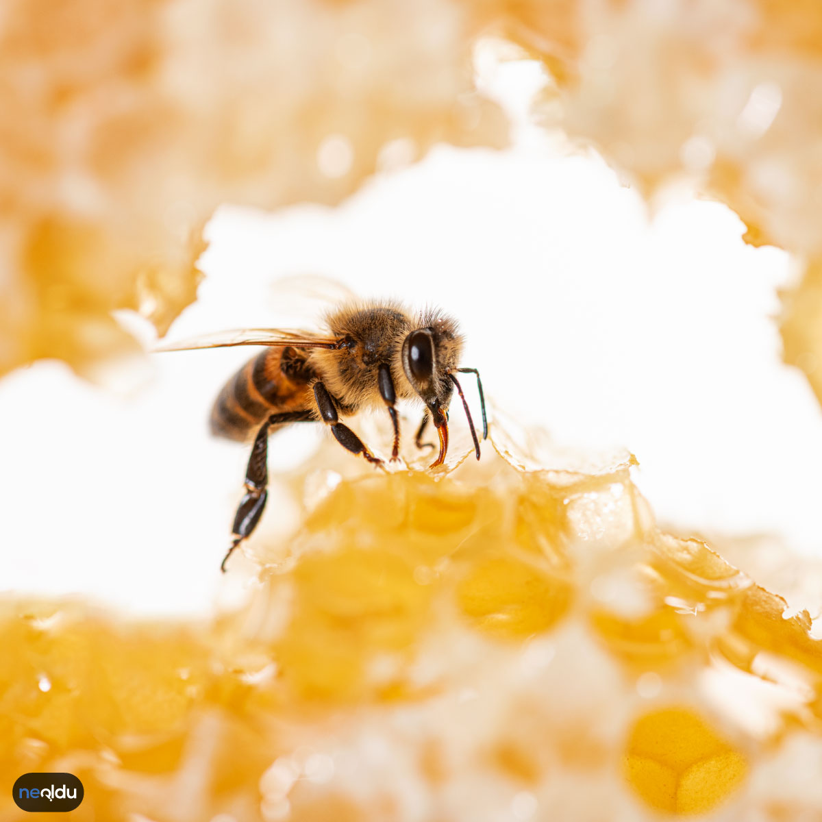 Arılar Hakkında Bilgi