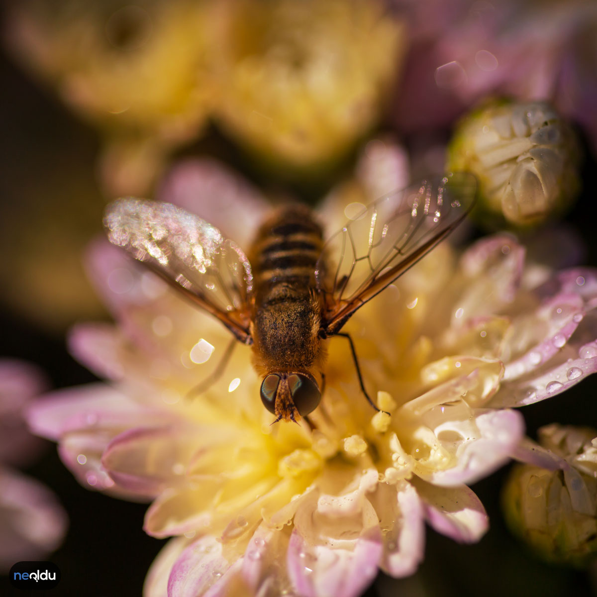 Arılar Hakkında Bilgi