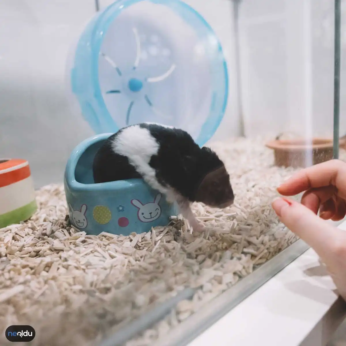 Hamster Nasıl Beslenir
