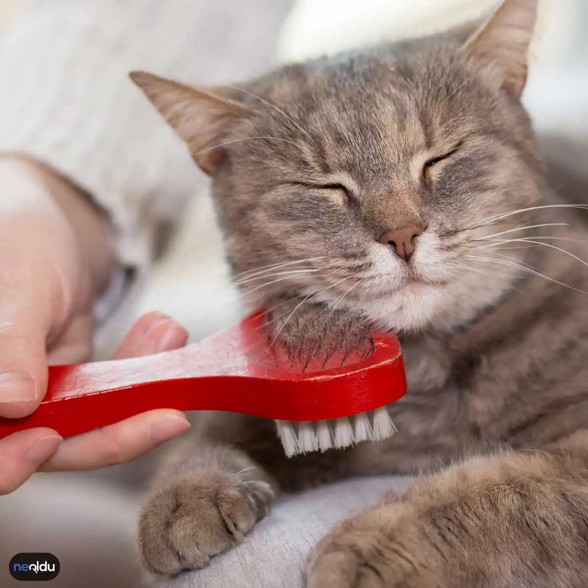 Evde Kedi Beslemenin Zararları Neler