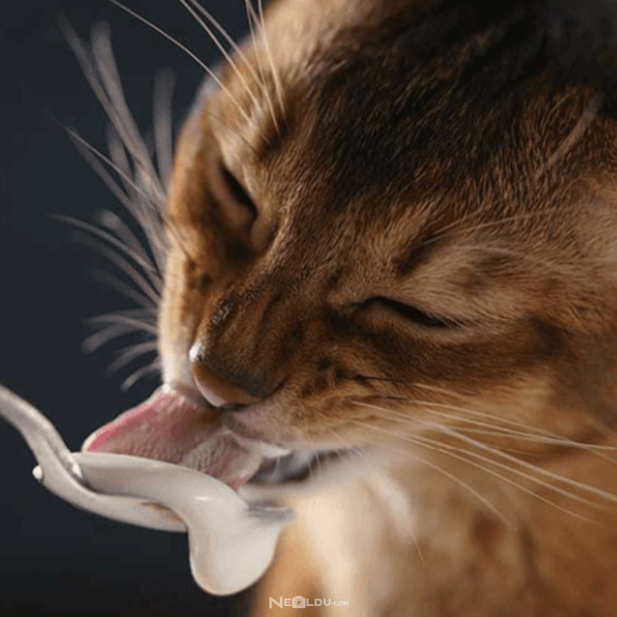 Kediler Yogurt Yer Mi