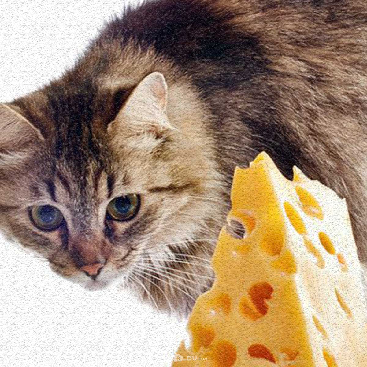Можно давать котам сыр. Кошка и сыр. Сырный кот. Котик с сыром. Кот с куском сыра.