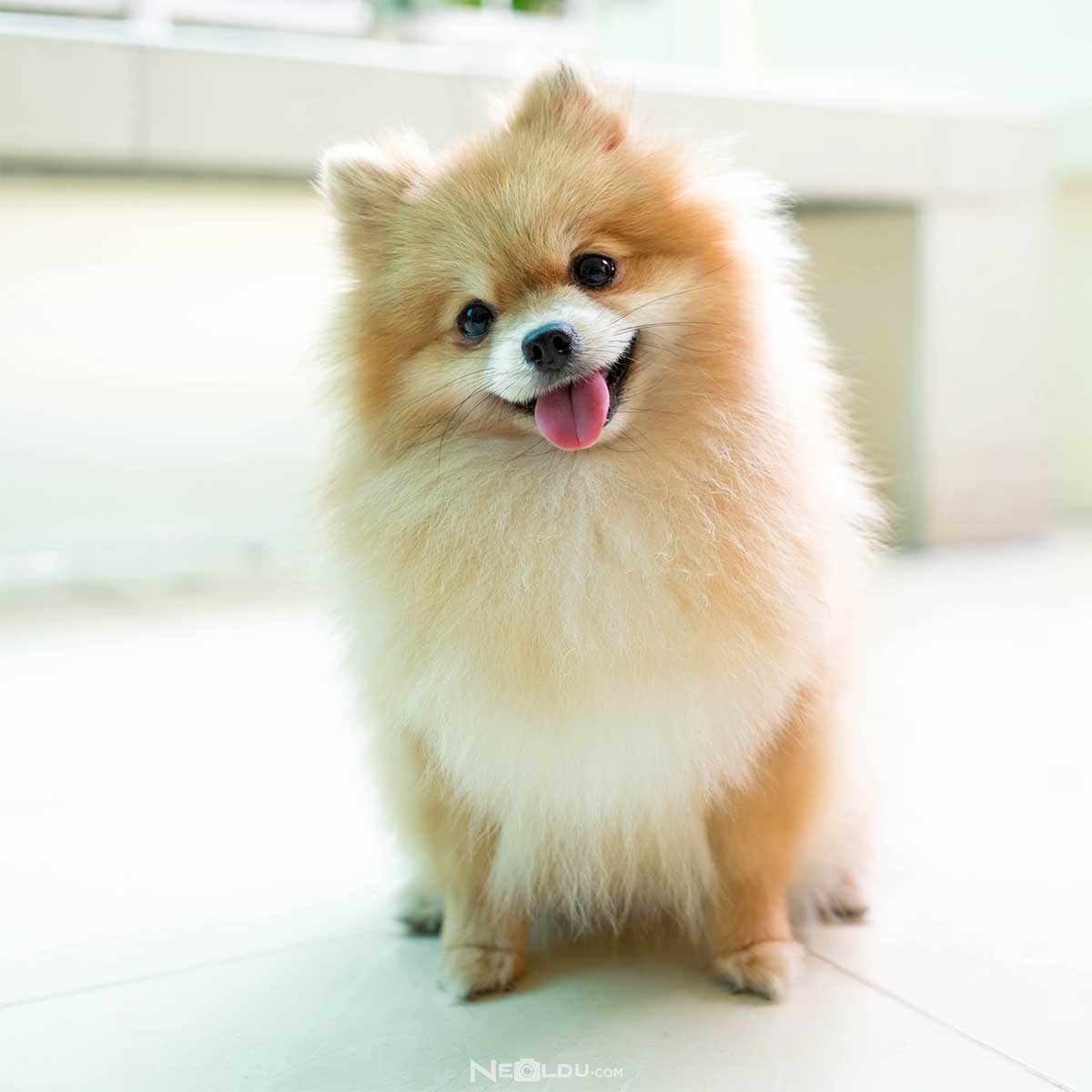 Pomeranian (Boo) Cinsi Köpek Bakımı ve Özellikleri