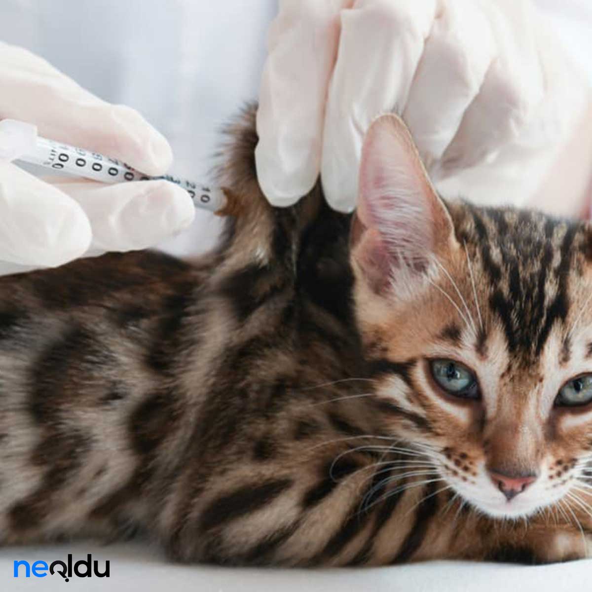 Kedi Aşıları