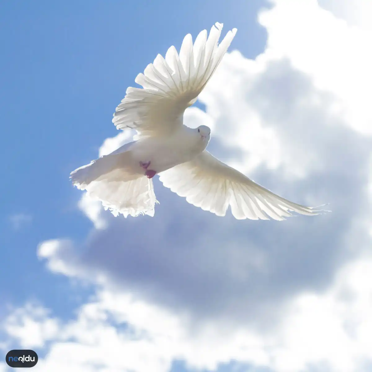 Zeytin Dalı Ve Güvercin Neden Barışın Sembolü?
