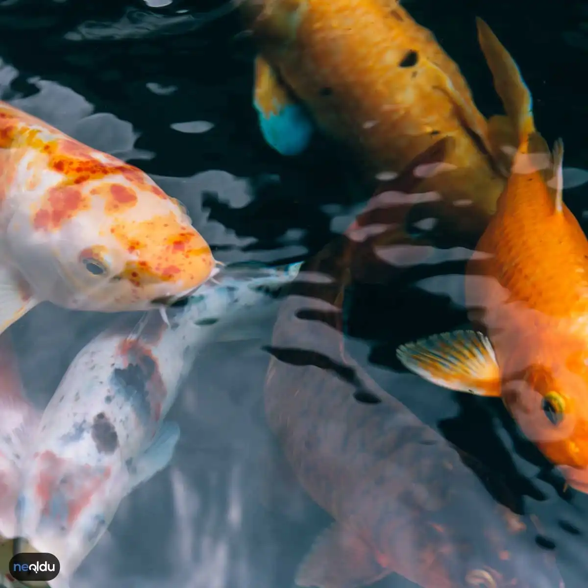 Japon Balığı Bakımı Nasıl yapılır