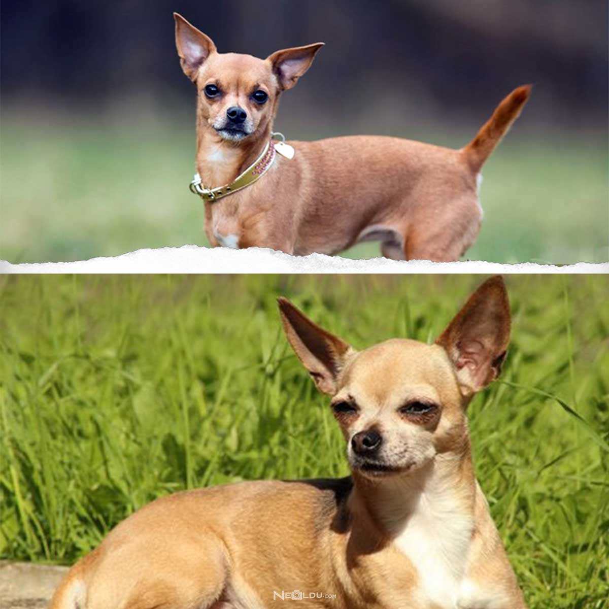 Chihuahua Köpek Cinsi