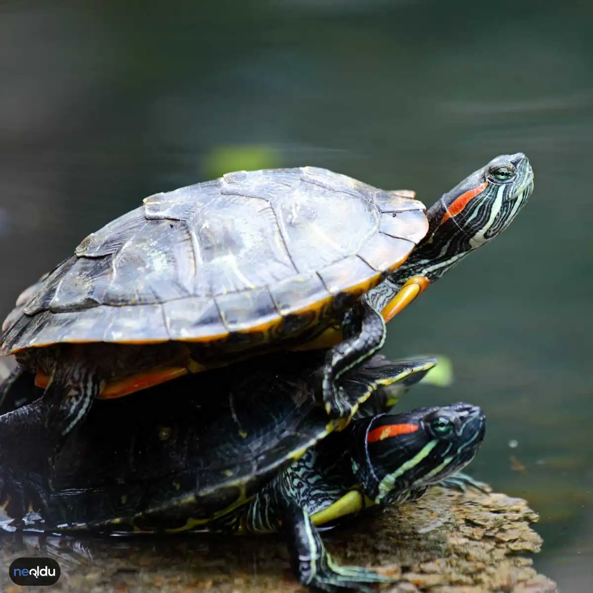 Su Kaplumbağası Bakımı Nasıl Yapılır