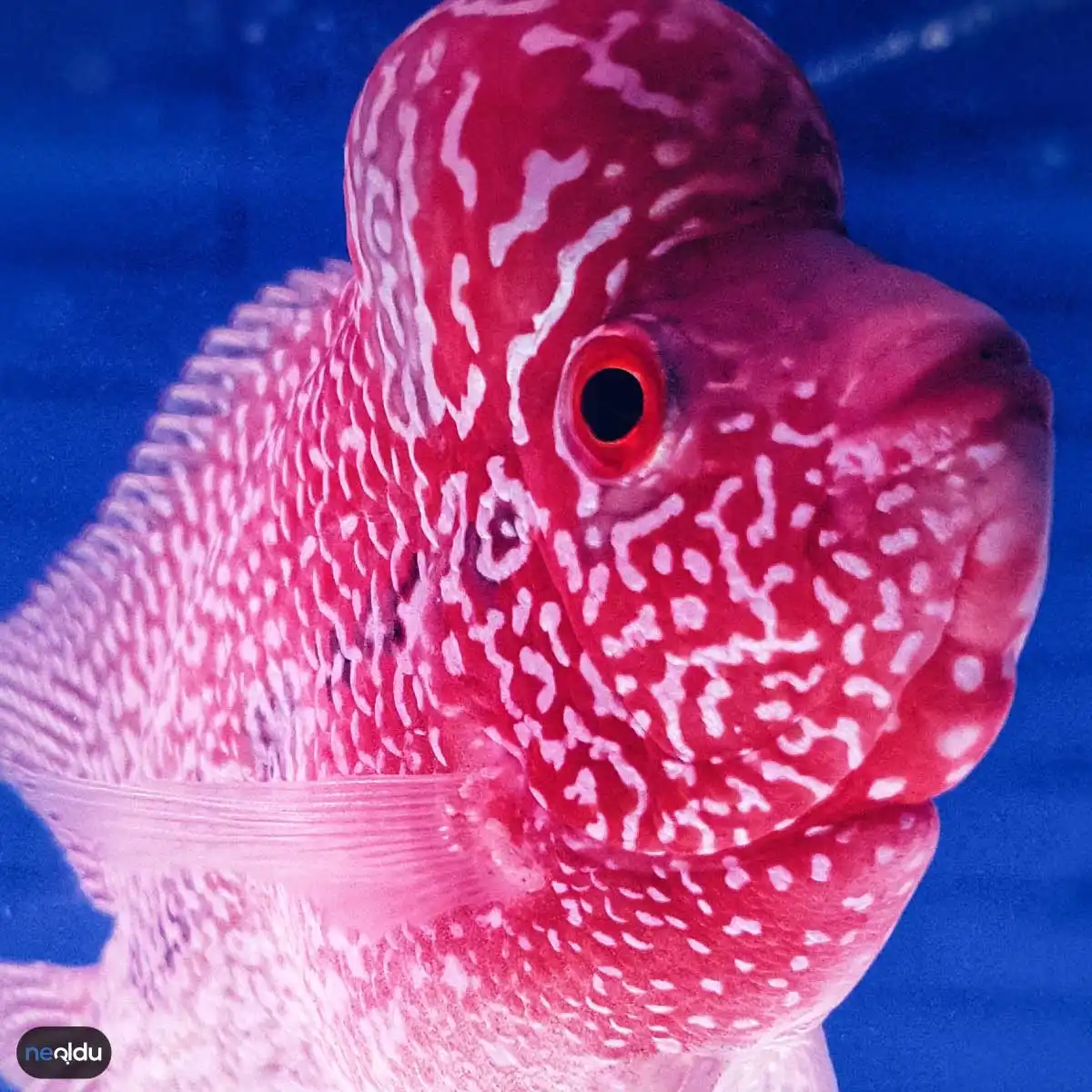 Flowerhorn Balığı Bakımı