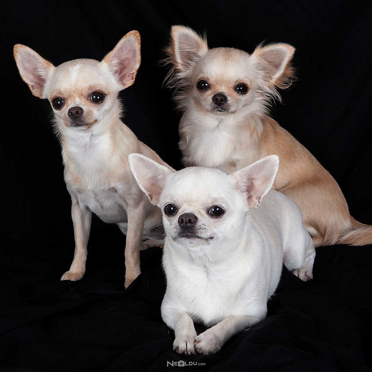 Chihuahua Sivava Cinsi Kopek Bakimi Ve Ozellikleri