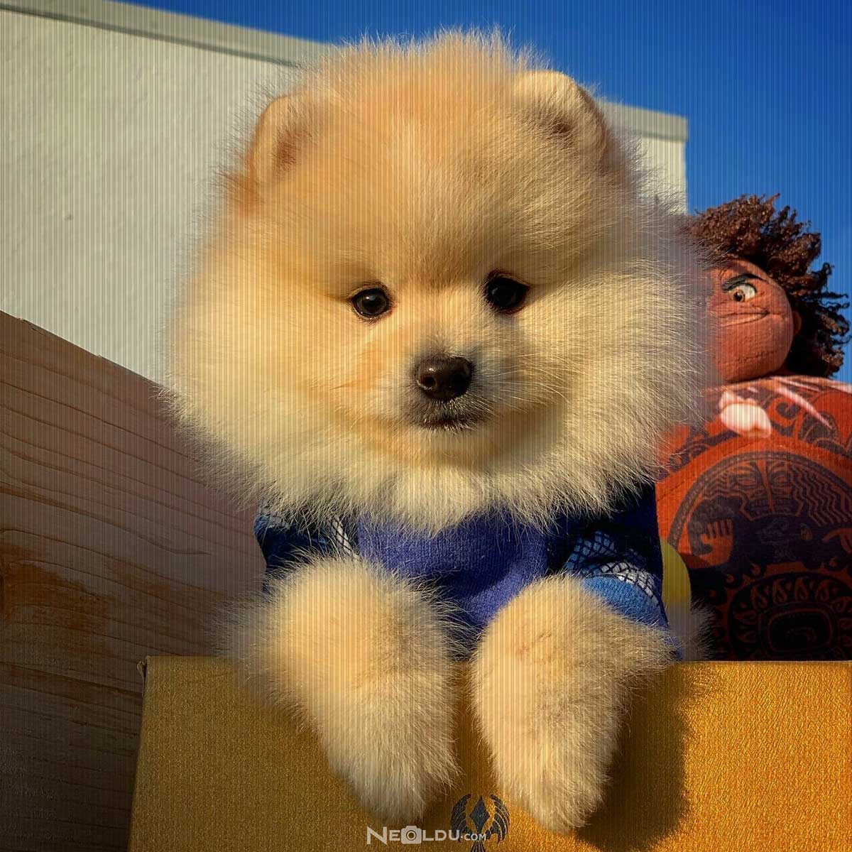 Pomeranian (Boo) Köpek Cinsi 