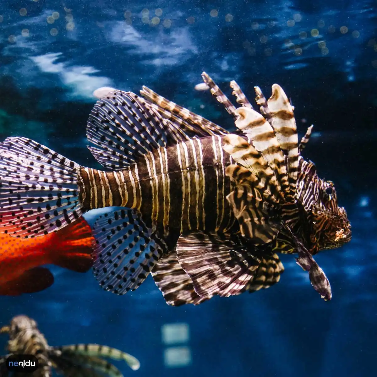 Zebra Balığı Nasıl Bakılır