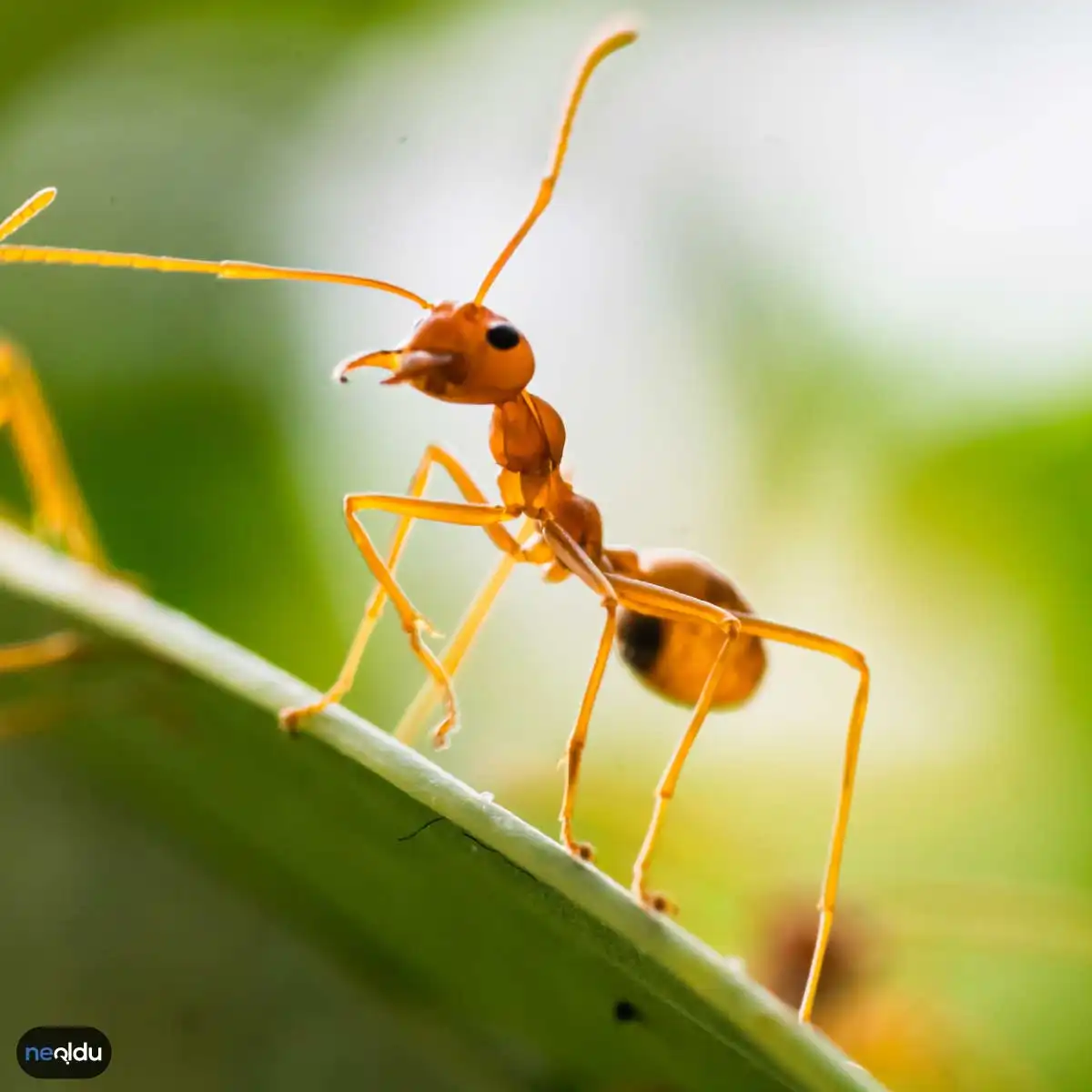 Karınca Hakkında Bilgi