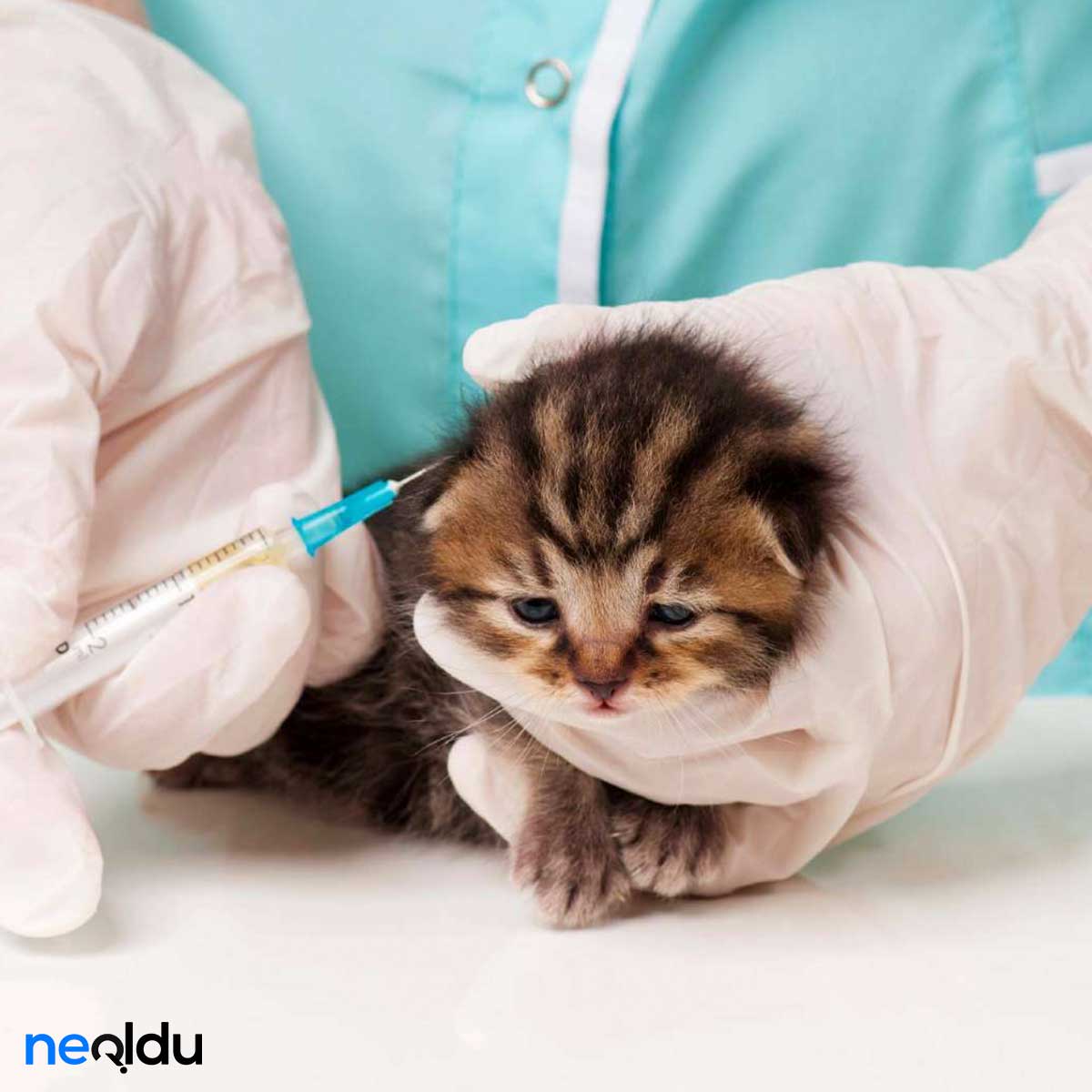 Kedi Aşıları