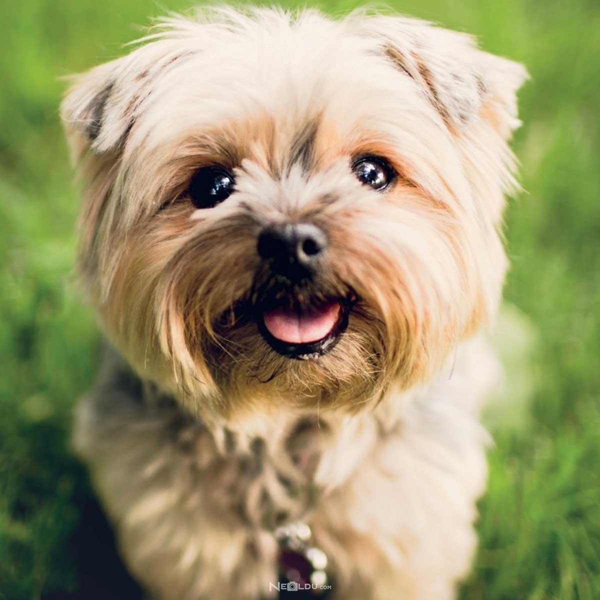 Yorkshire Terrier Köpek Cinsi