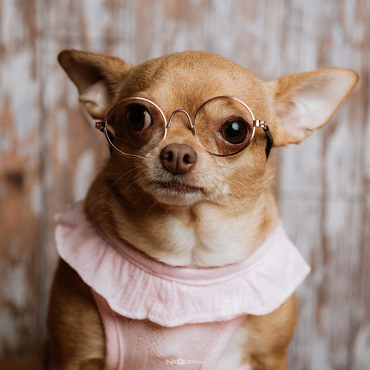 Chihuahua Köpek Cinsi
