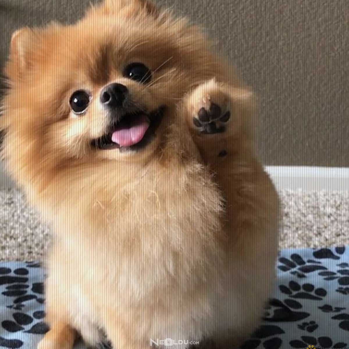 Pomeranian (Boo) Köpek Cinsi 