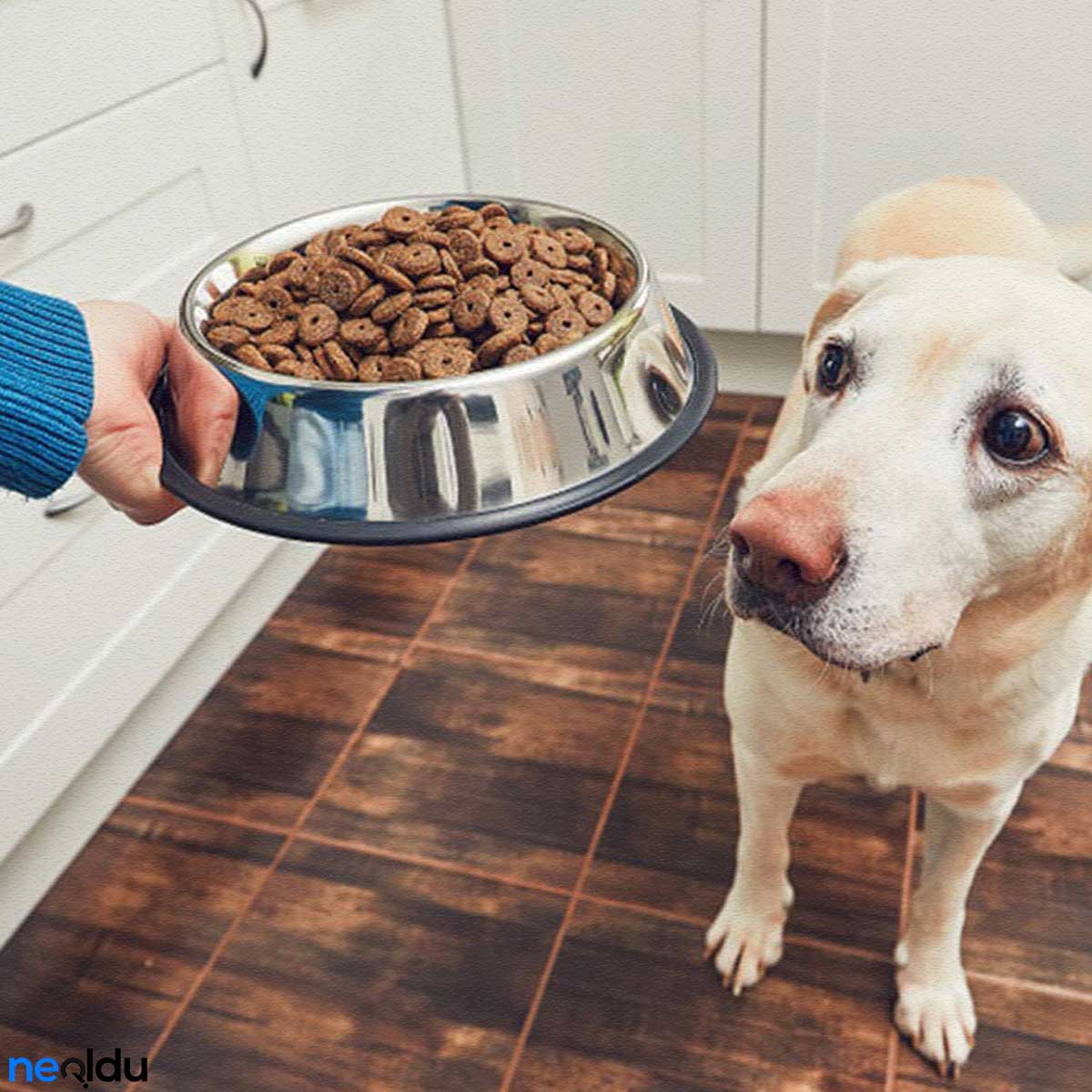 Köpeklerde Beslenme
