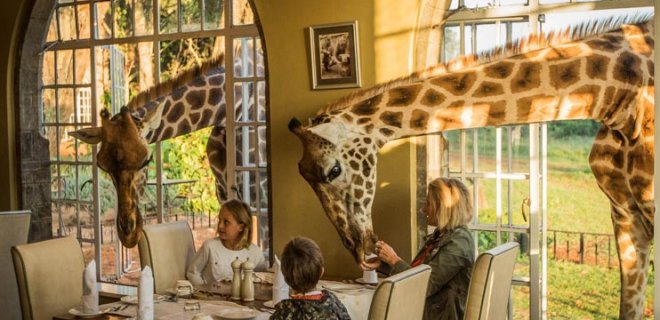 aile nairobi zürafa kahvaltı