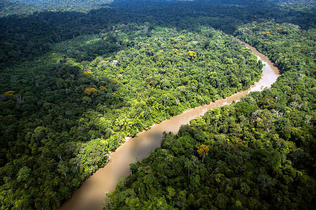 amazon-yagmur-ormanlari.jpg