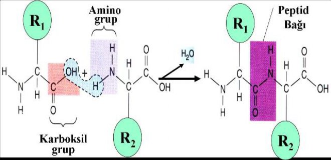 amino-asit-gida.jpg