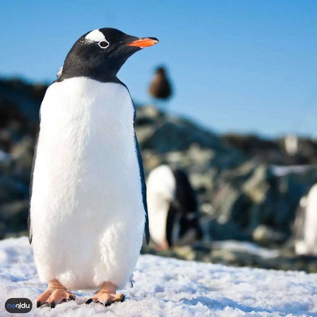 Antarktika'da Yaşam