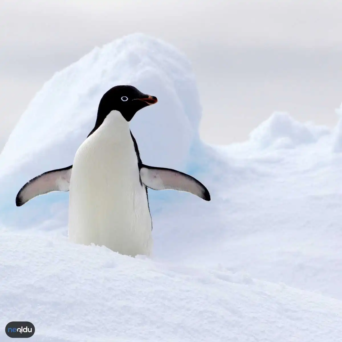 Antarktika'da Yaşam