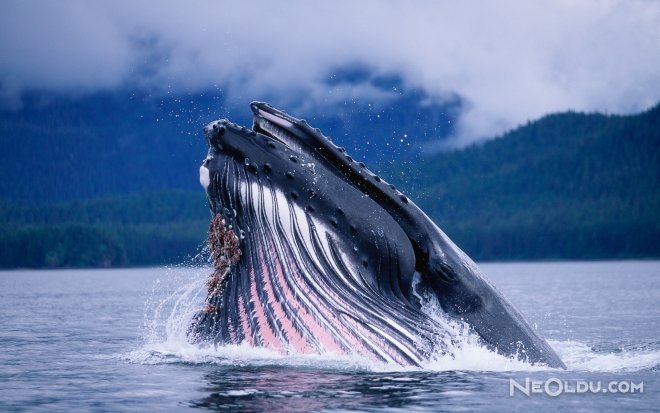 En Uzun Yaşayan Canlı balina