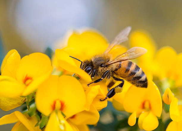 arılar hakkında bilgi