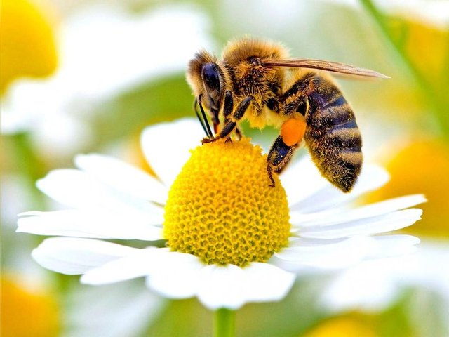 arılar özellikeri