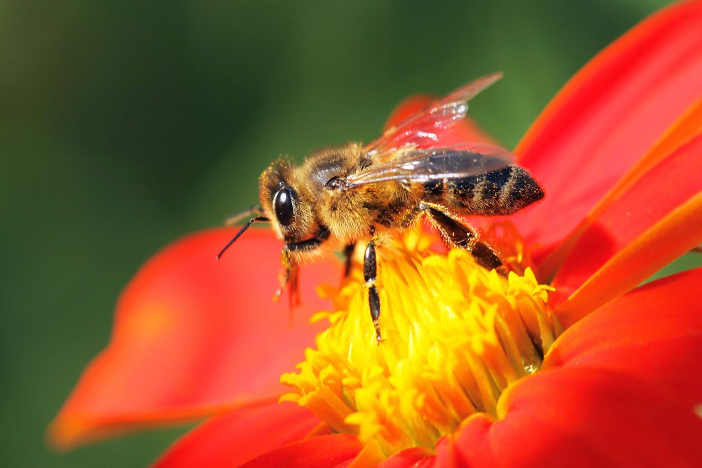 arılar ve vızıltıları