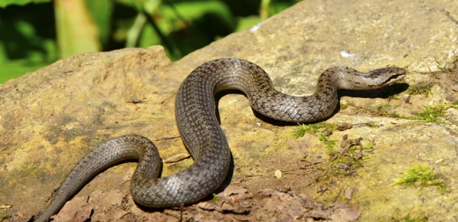 avusturya yılanı