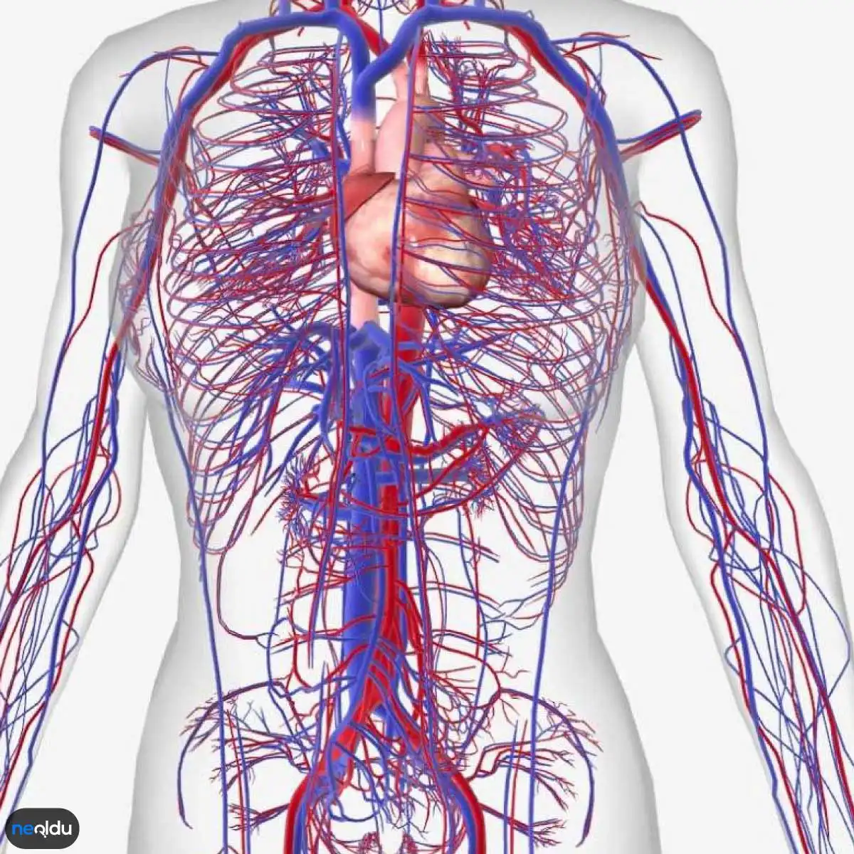 Сосуды оздоровление. Сосудистая система человека анатомия. Сосуды человека анатомия. Вены и артерии человека.