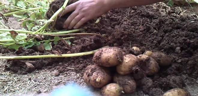bahcedeki-patatesler