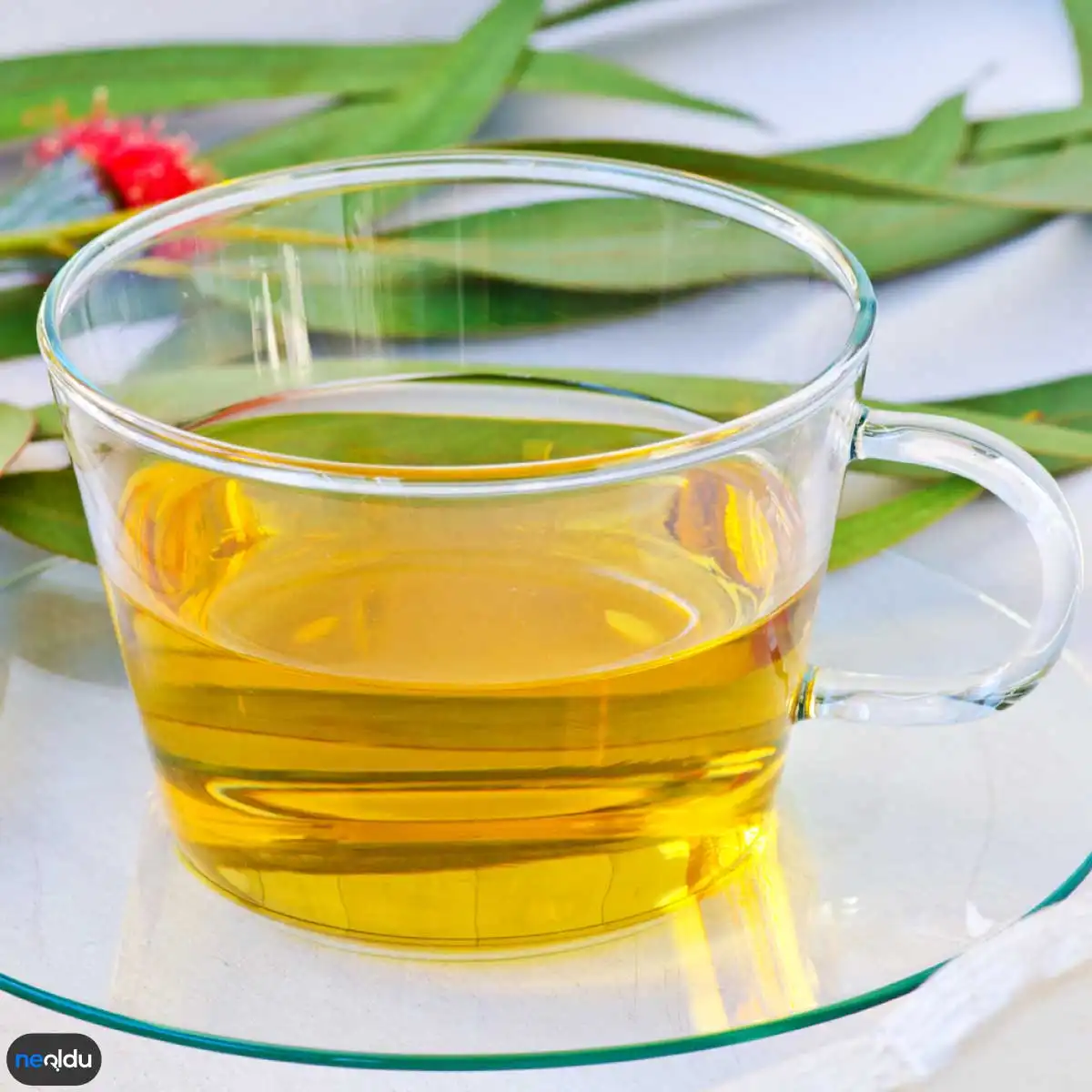 Balgam Söktürücü Bitki Çayları