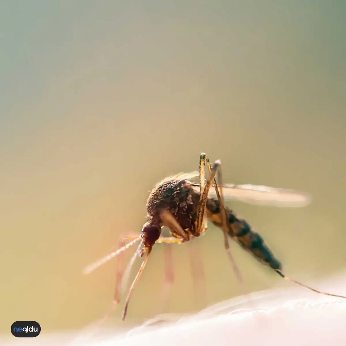 Sivrisineklerin Taşıdığı Hastalıklar
