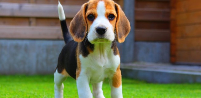 beagle-001.jpg
