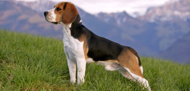 Beagle Köpeği