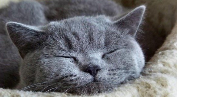 Включи видео cat nap. Blue Cat. Catnap фото. Sleepy.
