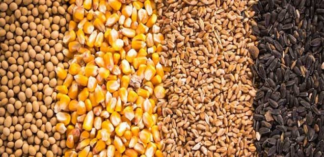 buğday mısır yetiştiriciliği