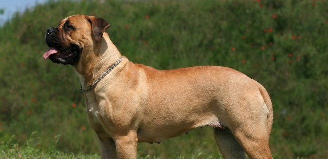 Bullmastiff Köpeği