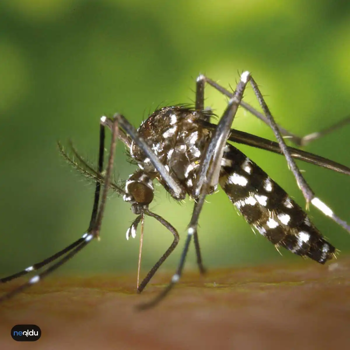 Sivrisineklerin Taşıdığı Hastalıklar