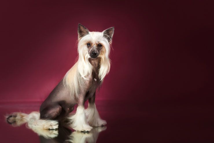 chinese-crested-hairlers.jpg