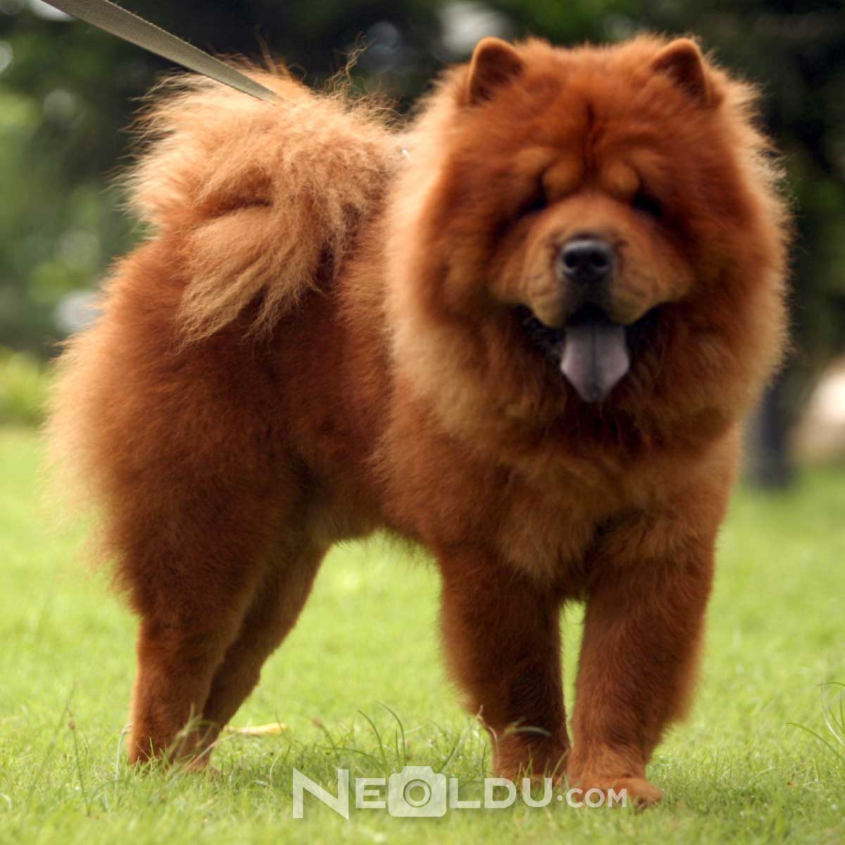 Çin Aslanı (Çov-Çov) Köpek Cinsi 