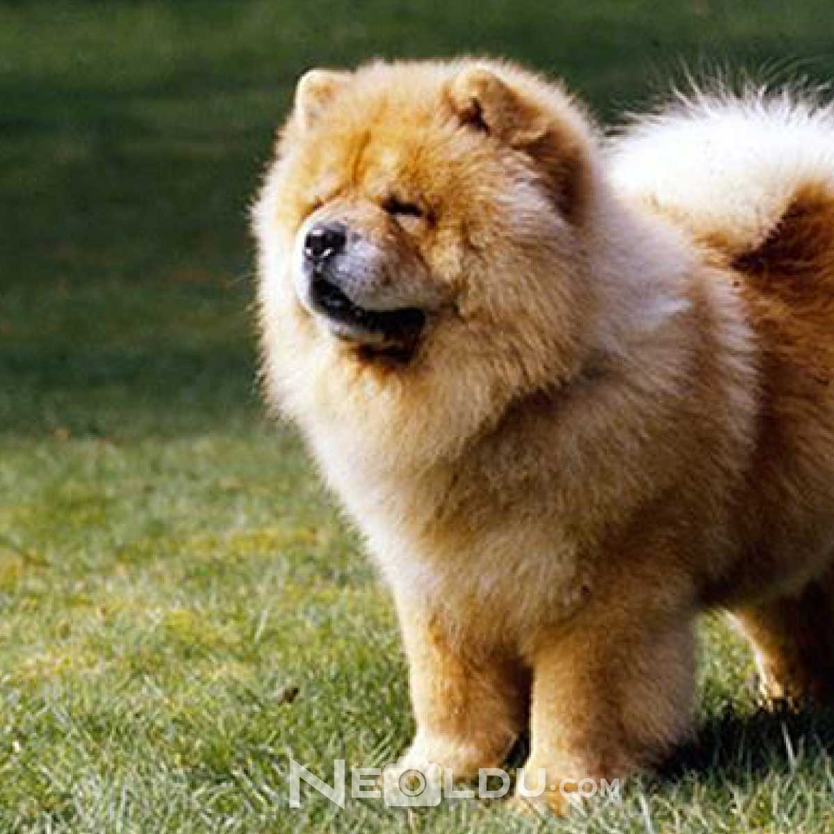 Çin Aslanı (Çov-Çov) Köpek Cinsi 